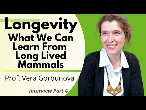 Longevity - What We Can Learn From Long Lived Mammals | Professor Vera Gorbunova Ep4/4