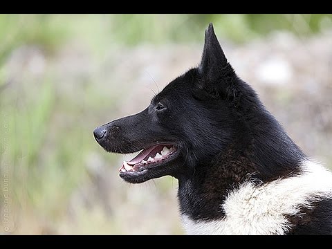 , title : 'Laika Ruso Europeo (Russko-Evropeïskaïa Laïka) / Raza de Perro - Dog Breed'