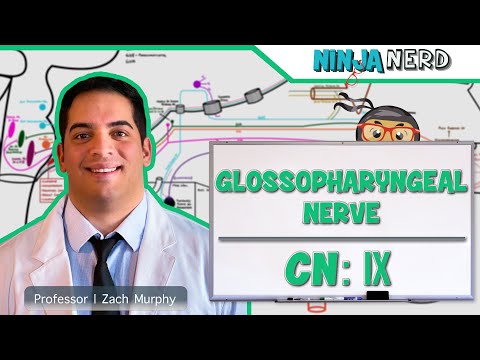 Neurologie | Nervus glossopharyngeus: Hirnnerv IX