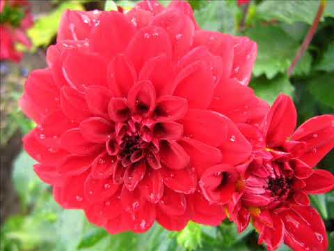 download lagu mp3 mp4 Dire Bonjour A Une Amie, download lagu Dire Bonjour A Une Amie gratis, unduh video klip Dire Bonjour A Une Amie