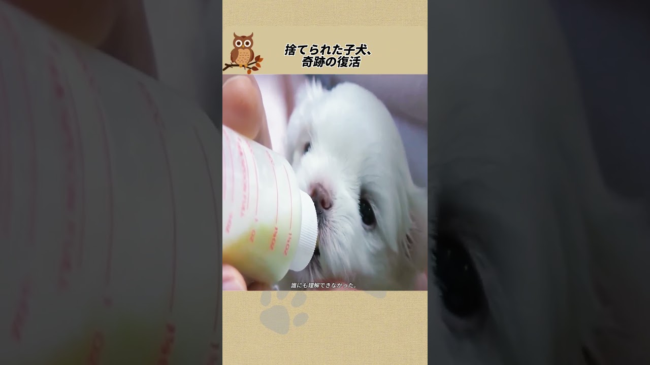 捨てられた子犬、奇跡の復活  #感動ストーリー #感動の館 #ペットストーリー #柴犬