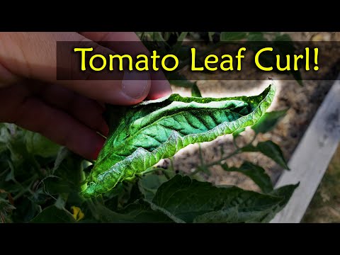 Garden Quickies Volume 1 Episodes 1 to 10