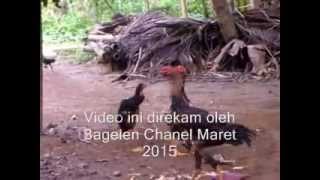 preview picture of video 'Ayam Aneh Bisa Berjalan Tegak'