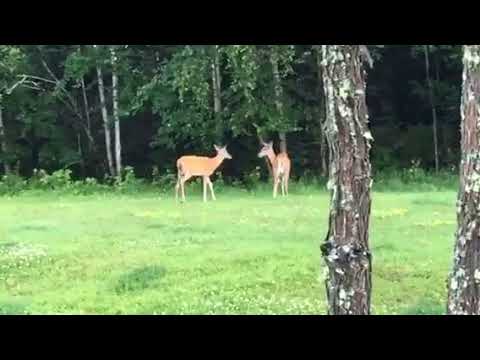 Deer plating behind the camper