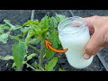 Double your harvest of tomatoes, cucumbers and other vegetables. Irrigate immediately...