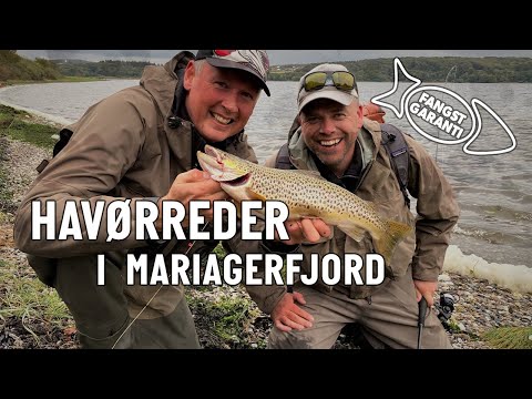 Havørredfiskeri i Mariager Fjord med Fangstgaranti