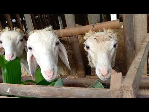 POTENSI TERNAK KAMBING DI WLAHAR WETAN