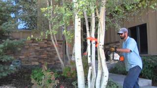 Don&#39;t be afraid to prune crowded and/or infested multiple trunk aspen trees!