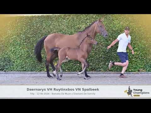 daernerys vh ruytinxbos vn spalbeek
