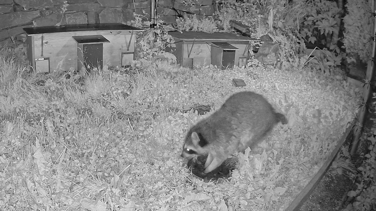 Waschbär versucht Igelhäuser und Vogelhaus zu plündern | 18.06.2026