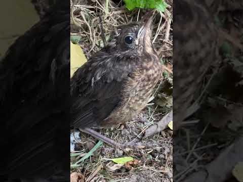 Ästling einer Singdrossel wartet auf die Eltern. Baby Bird Song Thrush waiting for his parents.