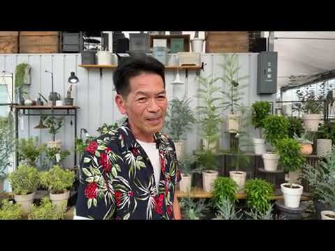 ユーカリ「アズラ」 植物