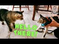 Got A New Kitten Older Cat Is MAD This Will Help