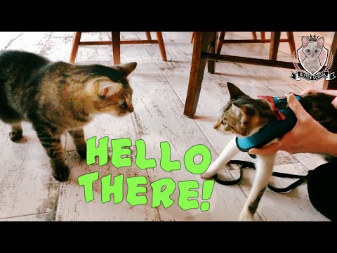 Got a New Kitten & Older Cat is MAD??? This Will Help