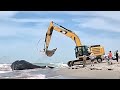 Sperm Whale washes up in Venice Beach FL  march 11 *BEACH REPORT*