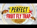 THE PERFECT FRUIT FLY TRAP Easy DIY Effective Simple Life Hack