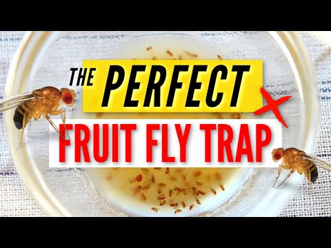 download lagu mp3 mp4 Fruit Fly Recipe, download lagu Fruit Fly Recipe gratis, unduh video klip Fruit Fly Recipe