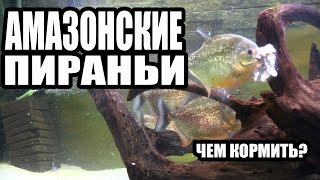 Чем я Кормлю Амазонских Пираний. What I feed the Amazonian Piranhas