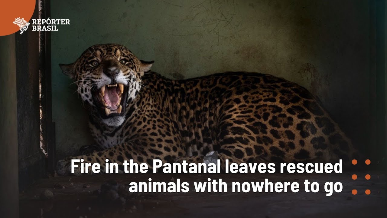 Fire in the Pantanal leaves rescued animals with nowhere to go
