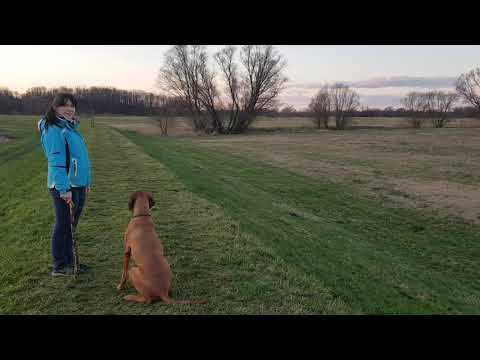 Magiar Vizsla Rüde Arthos von Schilderhain