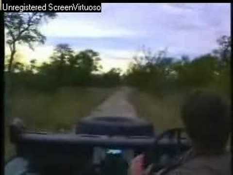 African Wild Dogs Djuma AM 06/06/07 - 2