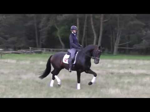 Buckingham in der Heide