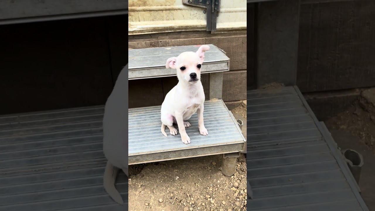 Enlarge Linus, an adopted mixed breed in Erie, CO video 5/5