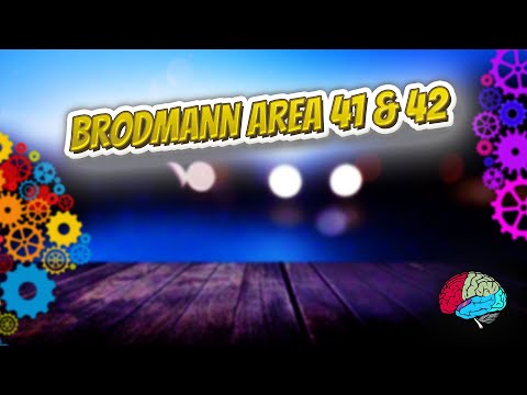 Brodmann area 41 & 42 - Know It ALL 🔊✅