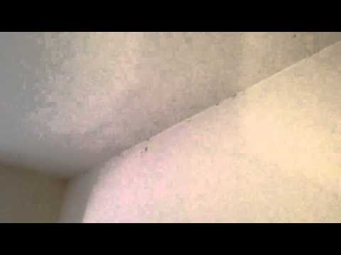 Severe bed bug infestation in Ocean, NJ