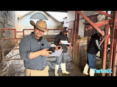 Testimonio Cuenca Lechera Tizayuca — TarlonX