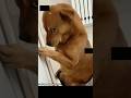 Monkey Dog Dance Patli Kamariya Shorts Youtubeshorts Trendingshorts Shortsfeed Shortsvideo