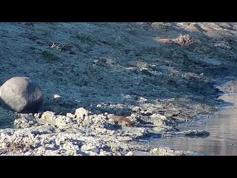 Djuma: Slender Mongoose drinking at dam - 16:48 - 09/02/2022