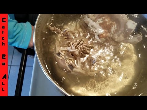 Real ISOPOD HOURS CATCH and COOK! Grandma ATE MY ANCIENT CREATURE!