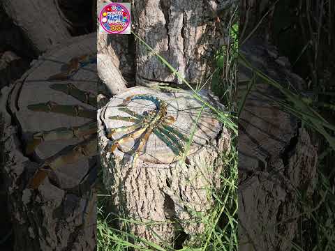 Facehuggers are different in the book #alien #3dprinting #xenomorphs #facts