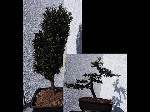 Bonsai Taxus Eibe