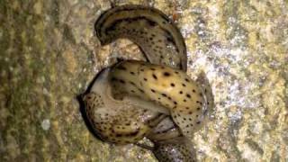 Jimmie Rodgers Blue Yodel No 13, with leopard slugs