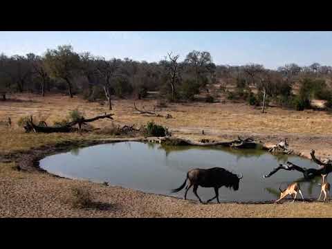 Djuma: Wildebeest bull, Impalas and Nyala bull - 09/13/18