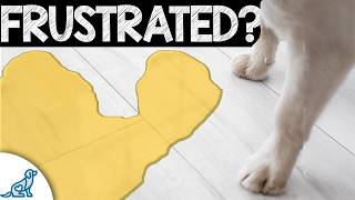 YOU Need A Puppy Potty Training Plan?