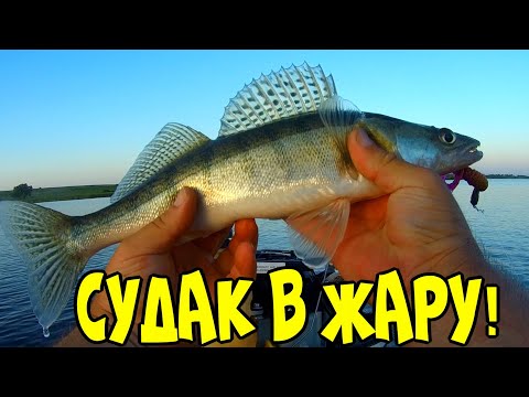 Рыбалка на спиннинг!Ищу судака в жару!Рыбалка на судака и щуку!Злой лебедь пытается меня прогнать!