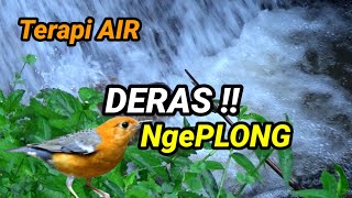 Download lagu TERAPI AIR, Suara Air Deras Terapi Burung Anis Merah Cepat Ngeplong mp3