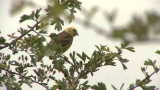 Yellowhammer Song ID