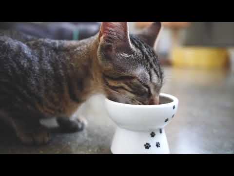 What it's like to have Necoichi Raised Cat Food Bowl