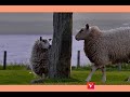 Thunder And Sheeps Trudge Trudge Trudge