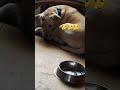 Life Ko Enjoy Karo Trending Dog Ytshorts Labrador Pets Petlover