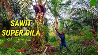Download lagu Panen sawit super unggul pokok rendah buah nya numpuk mp3