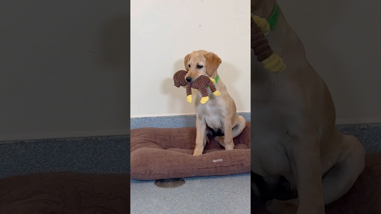 Enlarge Dolly, an adopted mixed breed in Briarcliff Manor, NY video 3/3