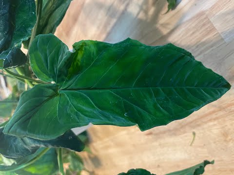 Steve's Leaves Plant Haul Unboxing