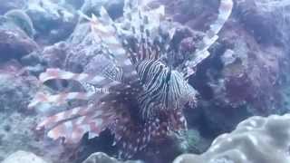 preview picture of video 'Pterois aka lionfish while scuba diving in Beqa lagoon, Fiji'