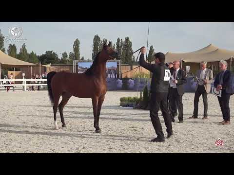 N.76 ALSA - European Championship 2020 - Prague - Mares 7-9 Years Old (Class 9)