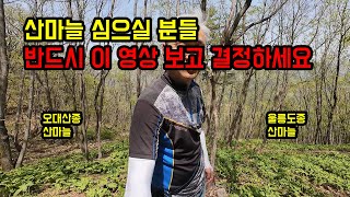 산마늘 울릉도종과 오대산종의 차이는??!